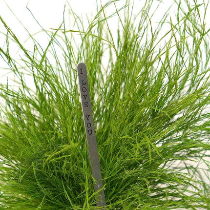 Preserved Grassy Fern Kokedama Handmade