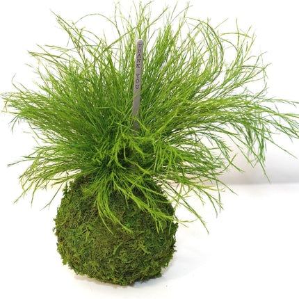 Preserved Grassy Fern Kokedama Handmade