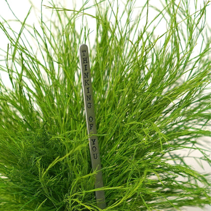 Preserved Grassy Fern Kokedama Handmade