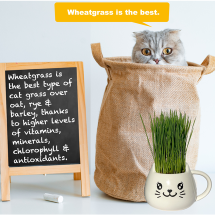 Cat Grass Mug Growing Kit