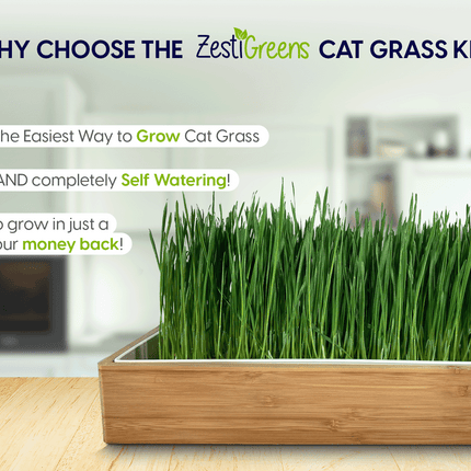 Self Watering Cat Grass Kit. The Easiest Way to Grow Cat Grass.