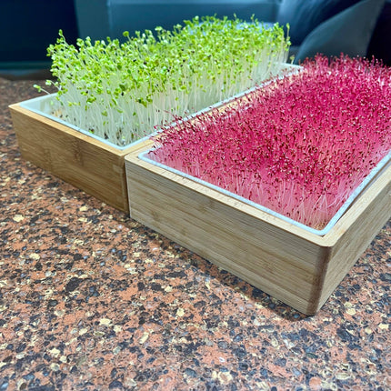 Organic Variety Pack Microgreens Seeds