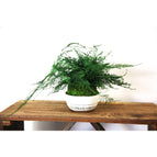 Sitting - Bowl not included / No Gift Message