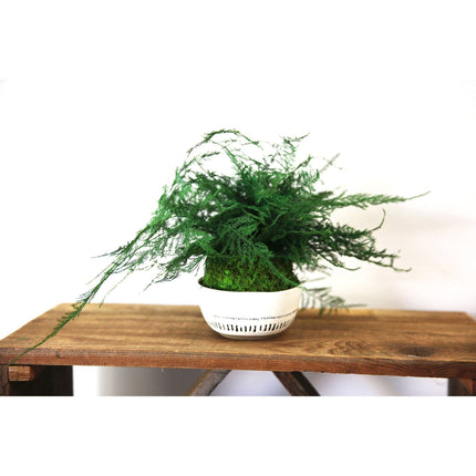Featherleaf Fern Kokedama - Sitting or Hanging - Preserved Moss and Fern Plant