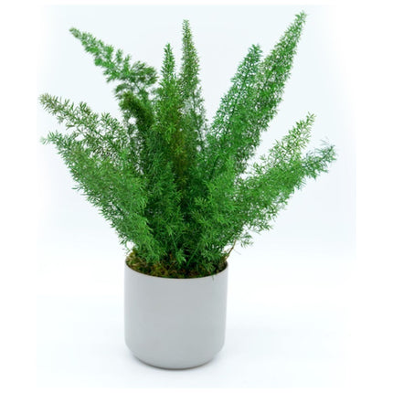 Large Preserved Fern Potted Plant Options - No Watering