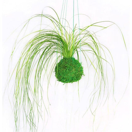 Bear Grass Kokedama - Sitting or Hanging - Preserved Moss and Fern Plant