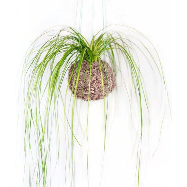 Handmade Set of 3 Preserved Bear Grass Kokedama