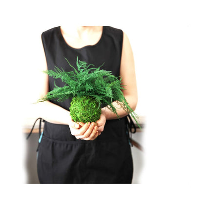 Featherleaf Fern Kokedama - Sitting or Hanging - Preserved Moss and Fern Plant