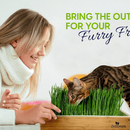 Self Watering Cat Grass Kit. The Easiest Way to Grow Cat Grass.