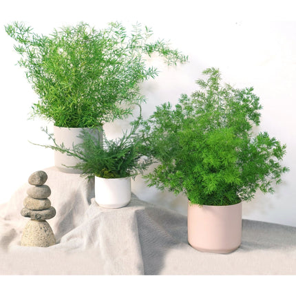 Large Preserved Fern Potted Plant Options - No Watering