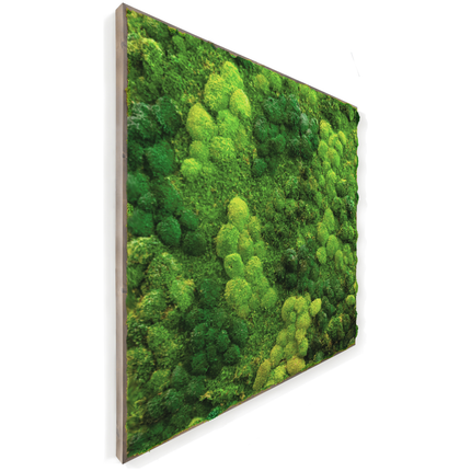 Moss Wall Preserved High Profile Moss in Gray Frame